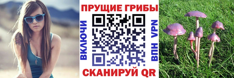 Галлюциногенные грибы Psilocybine cubensis  блэк спрут вход  Энгельс 